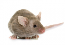Dla myszy i myszoskoczków