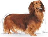 Karma ROYAL CANIN dla Jamnika