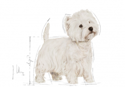 West Highland White Terrier