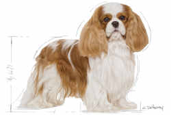 Cavalier King Charles