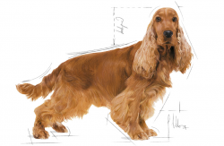 Cocker Spaniel