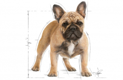 Buldog Francuski French Bulldog