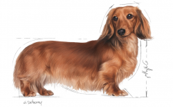 Jamnik Dachshund