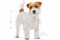 Jack Russell Terrier