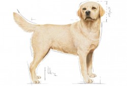 Labrador