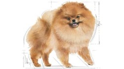 Szpic Miniaturowy Pomeranian