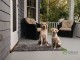 Dog Gone Smart Dirty Dog Doormat - wycieraczka szara