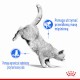 ROYAL CANIN Light Weight Care w galaretce 12 x 85g