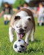 KONG Sport Bouncy Balls Piłka sprężysta dla psa XS 3 szt.