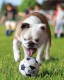 KONG Sport Bouncy Balls Piłka sprężysta dla psa S 3 szt.