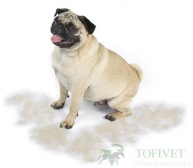 FURminator do podszerstka u psów krótkowłosych S - Zdjęcie nr 6