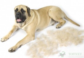 FURminator do podszerstka u psów krótkowłosych Giant XL - Zdjęcie nr 6