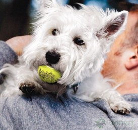 KONG Air Squeaker Piłka z piszczałką dla psa XS 3 szt. - Zdjęcie nr 6