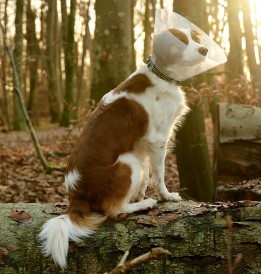 BUSTER Clic Kołnierz ochronny 15cm - Zdjęcie nr 4