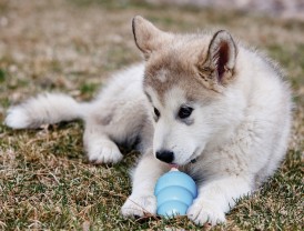 KONG Puppy Gryzak dla szczeniaka L - Zdjęcie nr 4