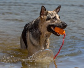KONG Aqua Gryzak wodoodporny dla psa czerwony L - Zdjęcie nr 4