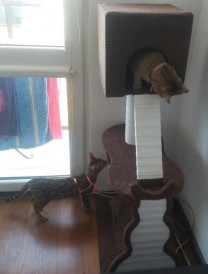 TOFIVET Duży drapak stojący Nr 4 Dino - Zdjęcie nr 8