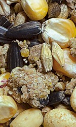 NATURAL-VIT Karma zimowa tłuszczowa dla dzikich ptaków - Zdjęcie nr 3