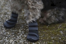 KERBL Buty dla psa Active XS 5,5 x 5cm - Zdjęcie nr 6