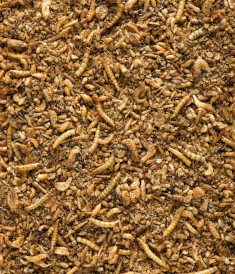 VERSELE LAGA Nutribird Insect Patee Premium owady 10kg - Zdjęcie nr 3