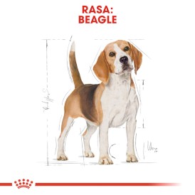 ROYAL CANIN Beagle Adult 12kg - Zdjęcie nr 3