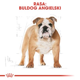 ROYAL CANIN Bulldog Adult 12kg - Zdjęcie nr 3