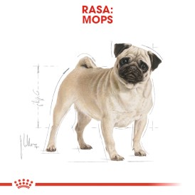 ROYAL CANIN Pug Adult MOPS 1,5kg - Zdjęcie nr 3