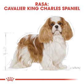 ROYAL CANIN Cavalier King Charles Adult 1,5kg - Zdjęcie nr 3