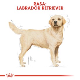 ROYAL CANIN Labrador Retriever Adult 12kg - Zdjęcie nr 3