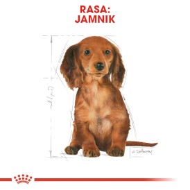 ROYAL CANIN Dachshund Jamnik Puppy 1,5kg - Zdjęcie nr 3