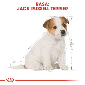ROYAL CANIN Jack Russell Terrier Puppy 1,5kg - Zdjęcie nr 3