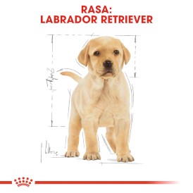ROYAL CANIN Labrador Retriever Puppy 3kg - Zdjęcie nr 3