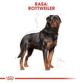 ROYAL CANIN Rottweiler Adult 12kg - Zdjęcie nr 3