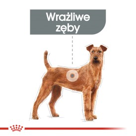 ROYAL CANIN Medium Dental Care 10kg - Zdjęcie nr 3