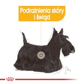 ROYAL CANIN Mini Dermacomfort 1kg - Zdjęcie nr 4