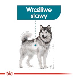 ROYAL CANIN Maxi Joint Care 3kg - Zdjęcie nr 4