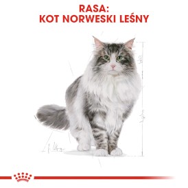 ROYAL CANIN NORWEGIAN FOREST CAT Adult 10kg - Zdjęcie nr 3