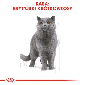 ROYAL CANIN British Shorthair Adult 10kg - Zdjęcie nr 3