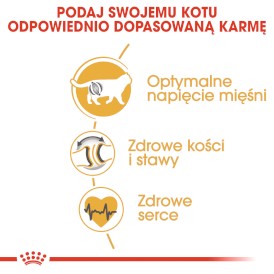 ROYAL CANIN British Shorthair Adult 400g - Zdjęcie nr 5