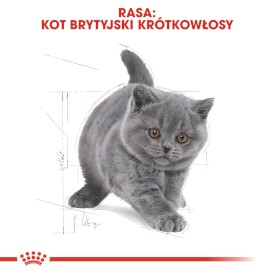 ROYAL CANIN British Shorthair Kitten 10kg - Zdjęcie nr 3