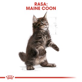 ROYAL CANIN Maine Coon Kitten 10kg - Zdjęcie nr 3