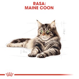 ROYAL CANIN Maine Coon Adult 2kg - Zdjęcie nr 3