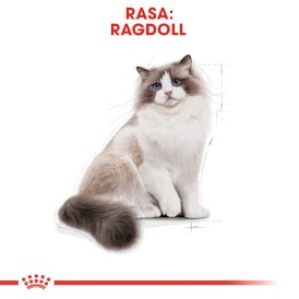 ROYAL CANIN RAGDOLL Adult 400g - Zdjęcie nr 3