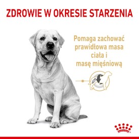 ROYAL CANIN Labrador Retriever Adult 5+ 3kg - Zdjęcie nr 3