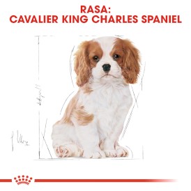ROYAL CANIN Cavalier King Charles Puppy 1,5kg - Zdjęcie nr 5