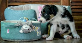 ZOLUX Legowisko Puppy dla szczeniąt 45cm - Zdjęcie nr 3