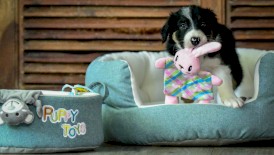ZOLUX Legowisko Puppy dla szczeniąt 45cm - Zdjęcie nr 5