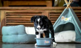 ZOLUX Legowisko Puppy dla szczeniąt 45cm - Zdjęcie nr 6