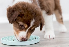 TRIXIE Taca Junior Licking Plate na przysmaki szczeniaka 15cm - Zdjęcie nr 7
