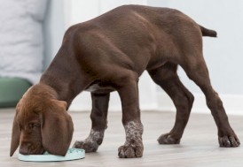 TRIXIE Taca Junior Licking Plate na przysmaki szczeniaka 15cm - Zdjęcie nr 8